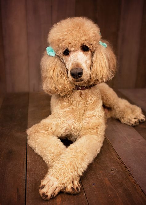 Kamri standard poodle Poodles With Bows, Formal Dog, Small Poodle, Poodle Hair, Poodle Cuts, French Dogs, Bulldog Breeds, Standard Poodles, Pink Poodle