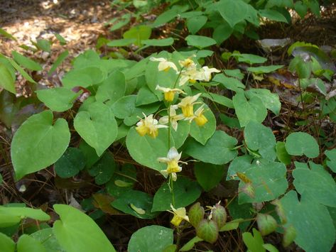 Bishop Hat, Rose Queen, Herbaceous Perennials, Leaf Coloring, Fairy Wings, Ground Cover, Types Of Plants, Native Plants, Shades Of Red