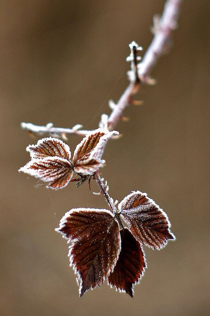 Winter Flower Photography, Frost Nature, Branch Photography, Autumn Whispers, Fall Into Winter, Foto Macro, Winter Foliage, Brown Autumn, Brown Nature