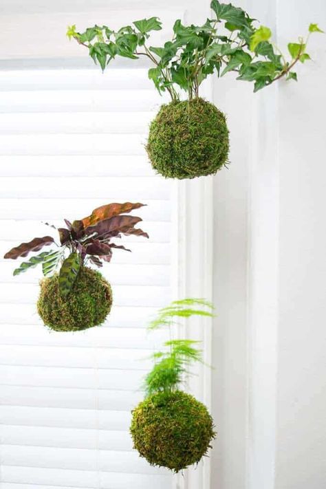 How to Make Kokedama (Japanese Moss Ball) - Create a hanging garden by the window with these beautiful moss balls! Indoor Moss Garden, Japanese Moss Balls, String Garden, Creative Planter, Moss Ball, Inside Plants, Moss Garden, Moss Balls, Diy Tags