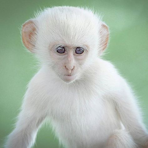 White Monkey, Vervet Monkey, Kruger National Park, South Africa, National Park, Green, White