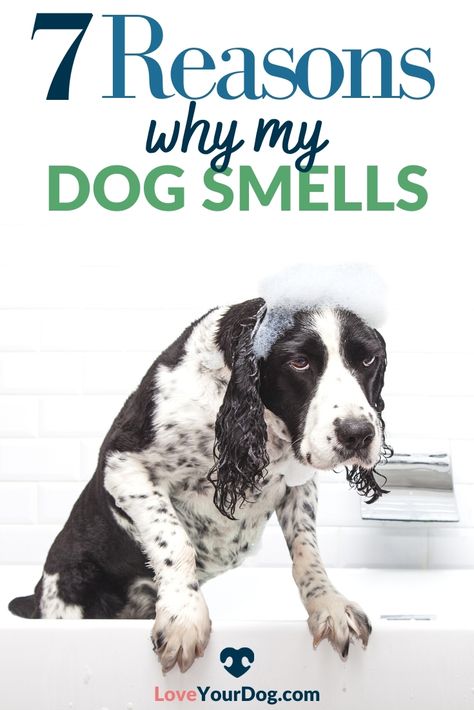 Smelly Dog Remedies, Stinky Dog Remedy, Wet Dog Smell How To Get Rid Of, Diy Dog Smell Good Spray, How To Make Your House Not Smell Like Dog, Removing Skunk Smell From Dog, Dog Acne, How To Make My Dog Smell Better, Greasy Dog Fur