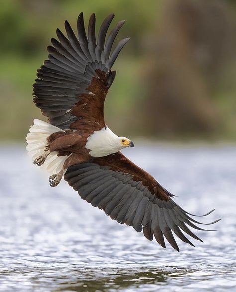 Fish Eagle showing off it\'s impressive wings Eagle Background, African Fish Eagle, Dog Poetry, Fish Eagle, Eagle Drawing, Eagle Images, Eagle Painting, Africa Wildlife, Habitat Destruction