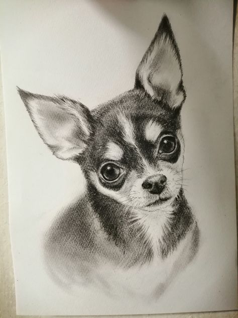 Chihuahua Sketch, Chihuahua Drawing, Dog Pencil Drawing, Face Art Drawing, Eagle Painting, Pencil Drawings Of Animals, Prismacolor Art, Animal Portraits Art, 강아지 그림