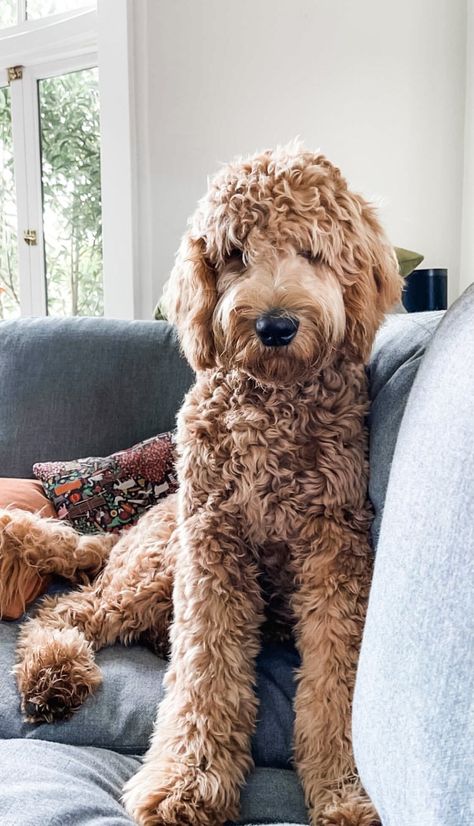 First generation with an Apricot wavy coat. Apply for one today! Golden Poodle Goldendoodle, Medium Golden Doodle, Large Labradoodle, Jesse Sullivan, Goldendoodle Standard, Labradoodle Full Grown, Goldendoodle Full Grown, Medium Goldendoodle, Goldendoodle Haircuts