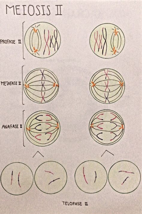 Cell Diagram Project, Cell Diagram, Study Flashcards, Science Biology, Anime Kawaii, School Work, Biology, Medicine, Science