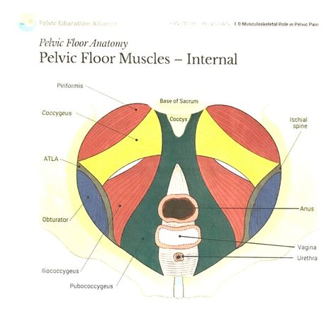 Pelvic Floor Physical Therapy, Pelvic Floor Muscle Exercise, Medicine Illustration, Melt Method, Pelvic Floor Therapy, Manual Therapy, Anatomy Images, Autumn 23, Pelvic Region