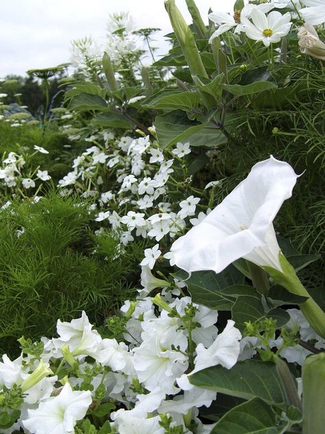 White Petunias, Moon Gardens, Moonlit Garden, Japanese Painted Fern, Hydrangea Varieties, Autumn Clematis, Moonlight Garden, Moon Flowers, Hydrangea Not Blooming