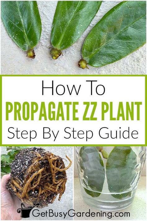 The Zamioculcas zamiifolia is such an easy plant to care for that it’s one home gardeners are often curious about propagating. Thankfully, with my ZZ plant propagation guide, it’s also easy to learn how to do it. In this article, discover several methods of propagating ZZ plants - by using water or soil to root stems cuttings or leaves, or by dividing a mature plant into several. It’s as easy as following the step by step instructions, and in a few months you will have new baby plants to enjoy. Zzz Plant, Propagate Zz Plant, Zz Plant Propagation, Z Plant, Zz Plant Care, Zz Plants, Pruning Plants, Zamioculcas Zamiifolia, Increase Serotonin