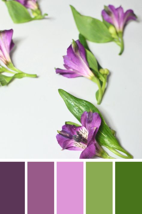 Scattered Petals: Purple petals with green leaves delicately arranged on a white surface, creating a soft and fresh purple green color palette. Purple Green Color Palette, Color Scheme Generator, Green Combination, Purple Petals, Green Color Palette, Purple Color Palettes, Dollhouse Ideas, Color Palette Bright, Green Colour Palette