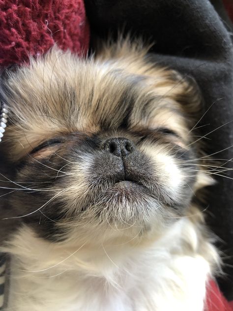 #Pekingese White Pekingese, Pekingese Puppy, Pekingese Puppies, Shitzu Dogs, Most Beautiful Dogs, Cute Dogs Images, Cute Pomeranian, Maltipoo Puppy, Pekingese Dogs