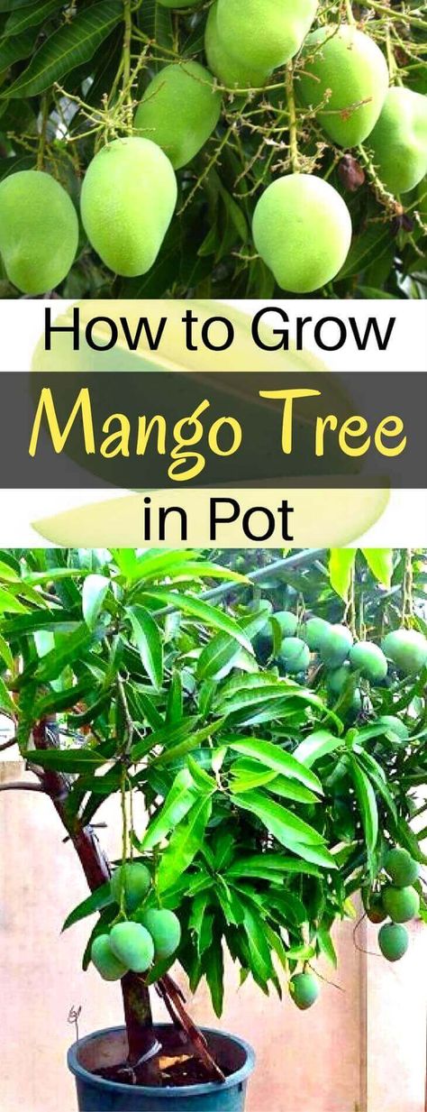 Grow Mango, Pot Tree, Fruit Trees Backyard, Tree In A Pot, Fruit Trees In Containers, Mango Plant, Potted Fruit Trees, Gemüseanbau In Kübeln, Fruit Tree Garden