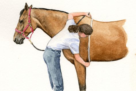 Measuring your Horse, Foal or Donkey for Weight Calculations | EquiMed - Horse Health Matters Horse Weight, Horse Foal, Western Pleasure Horses, Barrel Racing Saddles, Horse Halters, Horse Show Clothes, Weight Calculator, Barrel Racing Horses, Morgan Horse