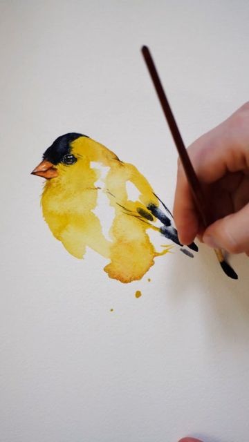 Yellow Bird Watercolor Painting, Watercolor Goldfinch, Rainbow Tears, Watercolor Birds Tutorial, Bio Materials, Kingfisher Watercolor, Goldfinch Bird, Watercolor Study, American Goldfinch