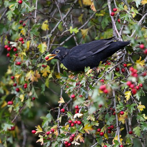 Blackbird in the hawthorn bush by Steve Lane The Blackthorn Key, Hawthorn Shieldbug, Indian Hawthorn Hedge, Hawthorn Bush, Hawthorne Berries, Magical Cottage, Brambly Hedge, White Witch, Wild Edibles