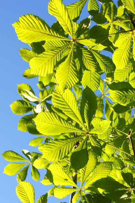 Harvest Tree, Horse Chestnut Tree, Horse Chestnut Leaves, Horse Chestnut Trees, Chestnut Tree, Horse Chestnut, Chestnut Trees, Chestnut Horse, Deciduous Trees