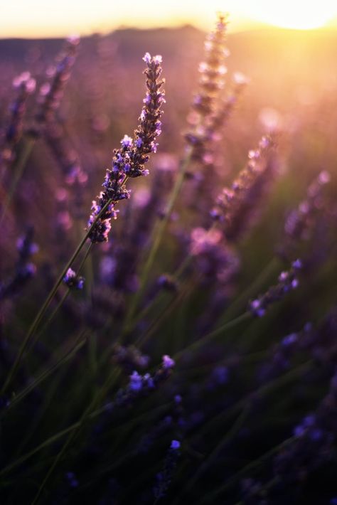 Ultimate Photography Guide to the Lavender Fields of Provence Lilac Field, Sierra Simone, Lavender Photography, Lavender Sunset, Lavender Fields Photography, Background Inspiration, Famous Trees, Dream Country, Iceland Photos