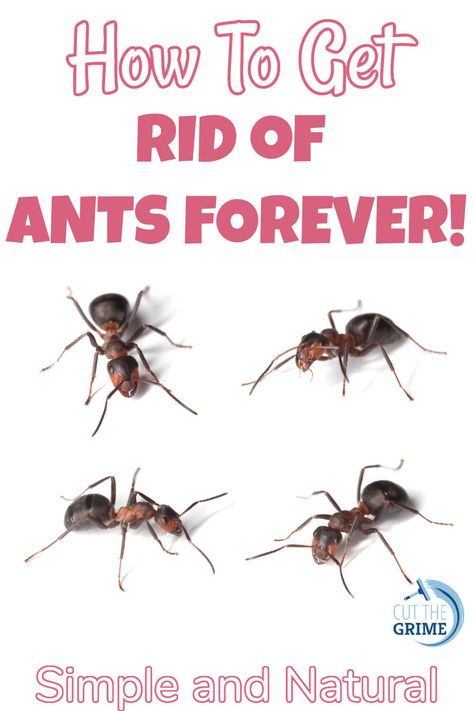 Remove Ants From House, Anti Ant Spray, Red Ant Killer Homemade, How To Get Rid Of Red Ants In The Yard, Natural Ways To Get Rid Of Ants, Ant Removal Indoors, What Repels Ants, Small Ants How To Get Rid Of, Red Ants How To Get Rid Of