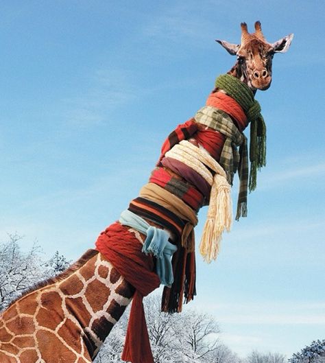 Just a thought... How many scarves would it take to wrap a Giraffe's neck? ❤️ Giraffe Pictures, Toronto Zoo, Giraffe Art, A Giraffe, In Front Of House, Front Of House, Baby Giraffe, Funny Art, Animal Photo