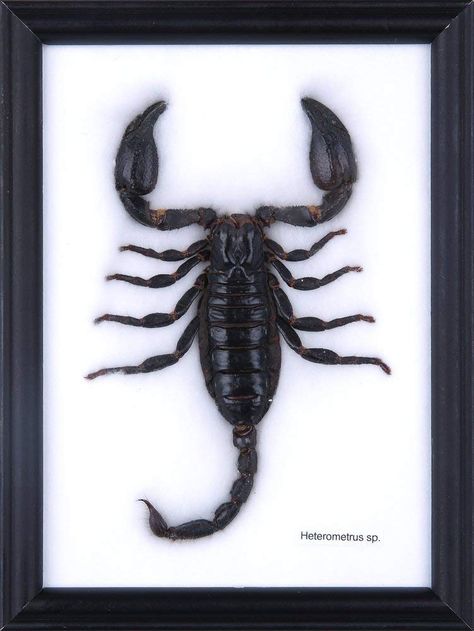 Tattoos Scorpio Zodiac, Dark Portfolio, Tattoos Scorpio, Snake Totem, Bug Taxidermy, Taxidermy Bat, Valeria Garza, Scorpions Zodiac, Framed Butterflies