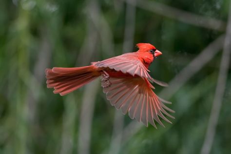 Cardinal Flying, Animal Expressions, Remembering Mom, Hummingbird Pictures, Precious Animals, Bird Photos, Cardinal Birds, Red Bird, Red Cardinal