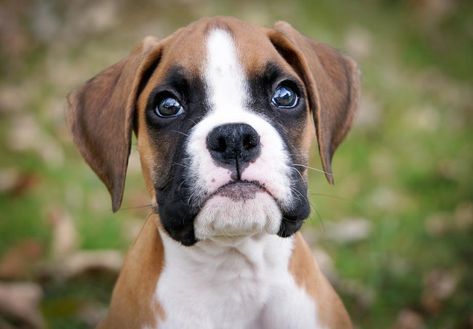 Boxer Puppies For Sale - AKC PuppyFinder Boxer Puppies For Sale, Boxer Dog Puppy, Puppies For Sale Near Me, Cesar Millan, Boxer (dog), Boxer Puppy, Boxer Puppies, Best Dog Breeds, Puppy Breeds