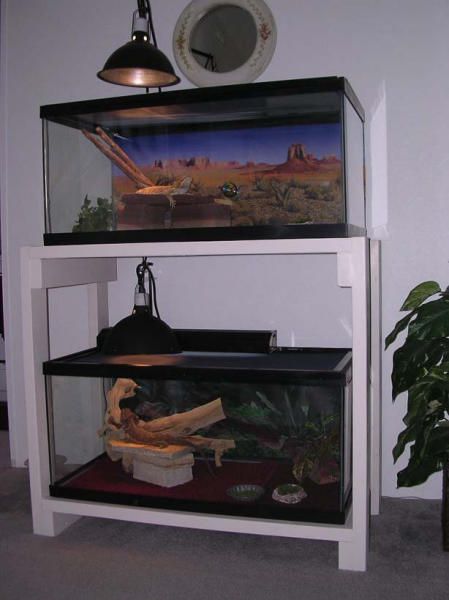 kingsnake.com photo gallery > Cages, Terrariums, Ponds, Aquariums > Completed Double tank Stand Terrarium Stand Reptile, Reptile Tank Stand Diy, Reptile Stand Ideas, Kingsnake Enclosure, Tank Stand Ideas, Aquarium Stand Ideas, Reptile Tank Stand, 20 Gallon Aquarium Stand, Dart Frog Terrarium