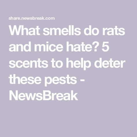 What smells do rats and mice hate? 5 scents to help deter these pests - NewsBreak Mouse Deterrent, How To Deter Mice, Rats And Mice, Dead Mouse, Getting Rid Of Rats, Pee Smell, Rodent Repellent, Mice Repellent, Getting Rid Of Mice