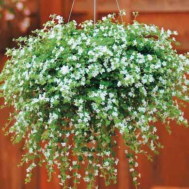 Bacopa ‘Snowtopia’ has cascading evergreen stems that burst with a profusion of white blossoms from June through September. Favoring sun or semi-shade, it’s the perfect choice for a porch or patio. Hanging Plants Outdoor, Hanging Plants Diy, Flowers Hanging, Plants For Hanging Baskets, Hanging Flower Baskets, Trailing Plants, Patio Plants, Garden Containers, Hanging Planter