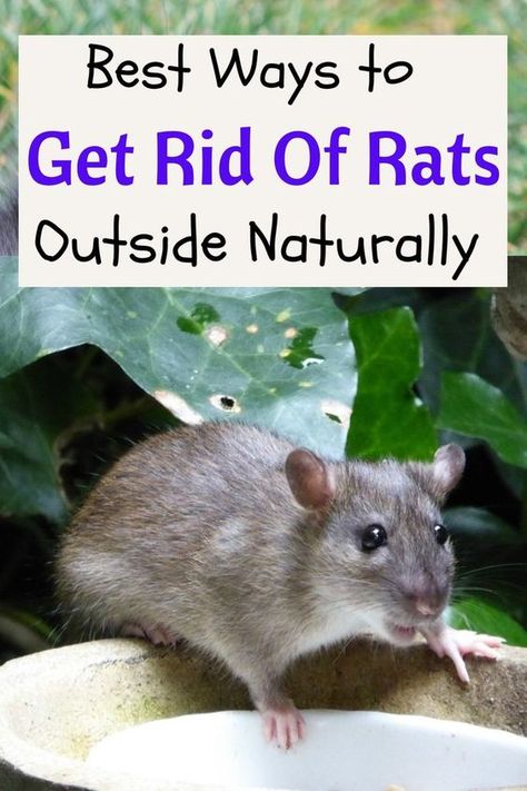 Get Rid Of Rats Outside, Diy Mice Repellent, Get Rid Of Rats, Rat Repellent, Getting Rid Of Rats, Rat Control, Orchids In Water, Rodent Repellent, Mice Repellent