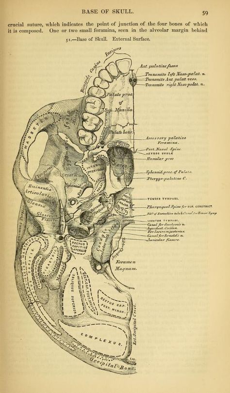 Anatomy : descriptive and surgical Dentist Art, Medical Drawings, Human Body Organs, Basic Anatomy And Physiology, Human Anatomy Drawing, Medical School Inspiration, Iphone Wallpaper Hipster, Human Anatomy Art, Anatomy Sketches