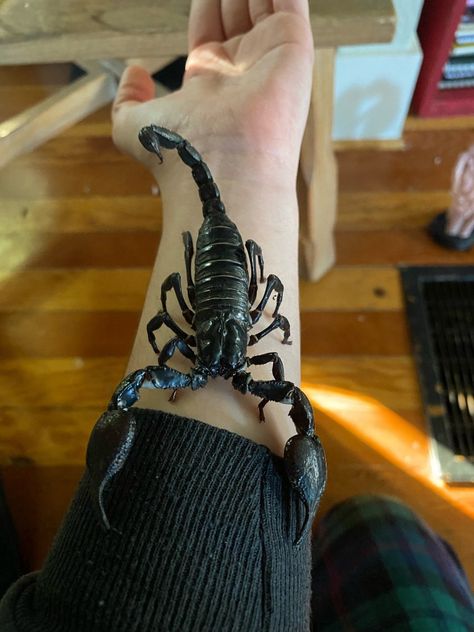 Scorpion Photography, Pet Scorpion, Whip Scorpion, Scorpion Animal, Tarantula Habitat, Goofy Cats, Bug Party, Beautiful Bugs, Arachnids