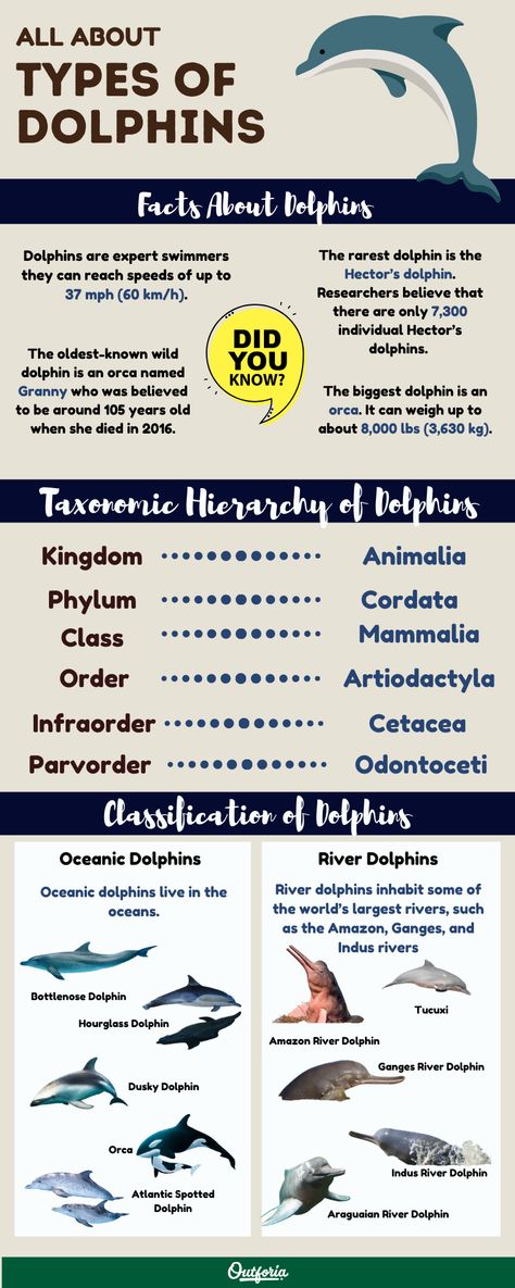 Known for their iacrobatic displays and their insatiable curiosity, dolphins are truly incredible marine mammals. But how much do you actually know about the different types of dolphins that travel our planet’s oceans and rivers? In this article, we’ll introduce you to 25 of the most amazing types of dolphins. and we’ll do a deep dive into all things dolphin-related. Wildlife Vet, False Killer Whale, Dusky Dolphin, Common Bottlenose Dolphin, Dolphin Facts, Common Dolphin, Pilot Whale, Dolphin Photos, River Dolphin