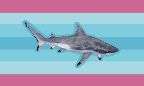 Trans Shark, Transmasc Flag, Trans Boys, Japanese Travel, Gender Flags, Trans Pride, Lose My Mind, Pride Flags, Sea Creatures