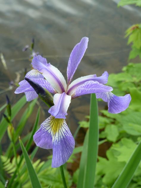 Blue Flag Iris - Lincoln Landscaping Inc Blue Flag Iris, Iris Versicolor, Iris Rhizomes, Plant Zones, Sustainable Landscaping, Pond Plants, Organic Soil, Plant Diseases, Blue Flag