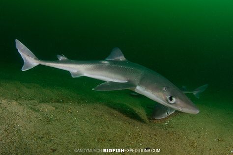 Spiny Dogfish, Rhode Island, with Bigfishexpeditions.com Spiny Dogfish, Dogfish Shark, Types Of Sharks, Species Of Sharks, Small Shark, Shark Fishing, Aquatic Animals, Deep Sea Fishing, Shark Week