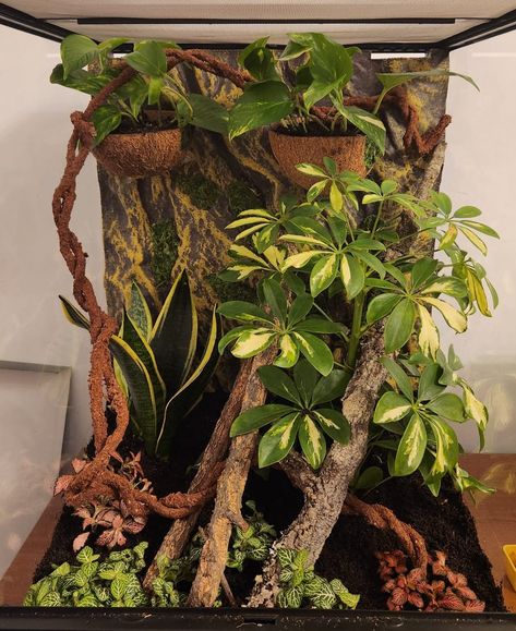 Crested Gecko Live Terrarium, Bioactive Vivarium Crested Gecko, Crested Gecko Terrarium Ideas Diy, Crested Gecko Habitat Bioactive, Terrarium Crested Gecko, Crested Gecko Bioactive Terrarium, Bioactive Crested Gecko Terrarium, Bio Active Terrarium, Bioactive Crested Gecko Tank