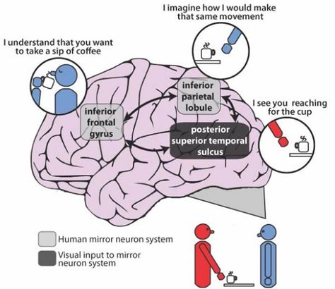 Some Patients with Schizophrenia Have Impaired Ability to Imitate According to Study - NeuroscienceNews.com The specific areas of the brain that become over-active and under-active are associated with the “mirror neuron” system. Mirror neurons are networks of neurons that fire both when an animal acts and when it observes the same action performed by another. Illustration of the mirror neuron system in the human brain. Credit Jan Brascamp. Brain Mapping, Brain Facts, Brain Anatomy, Cognitive Science, Science Topics, Brain Science, Educational Psychology, Learn A New Skill, Brain Activities