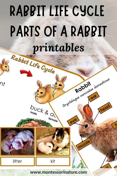 Rabbit Life Cycle And Parts Of A Rabbit Printable - Montessori Nature Printables Rabbit Life Cycle, Rabbit Kindergarten, Rabbit Printable, Preposition Activities, Nature Printables, Life Cycle Craft, Montessori Printables, Farm Unit, Rabbit Life