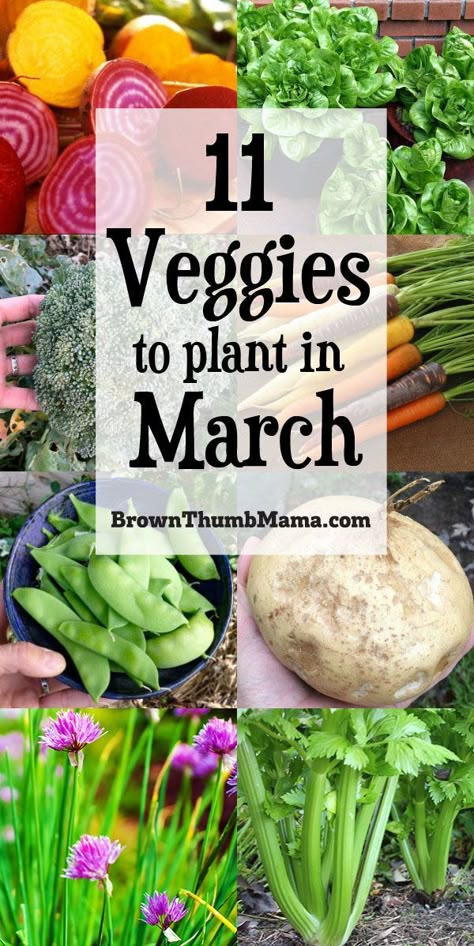 Plant these 11 vegetables in March and you will have a great harvest this summer! Includes planting tips, recommended varieties, and recipes for your harvest. #Gardening #OrganicGardening #VegetableGardening #Homesteading #March #Recipe Garden Concept, Gemüseanbau In Kübeln, Backyard Gardens, Gardens Ideas, Gardening Design, Backyard Plants, Vegetable Garden Diy, Backyard Vegetable Gardens, Landscaping Garden