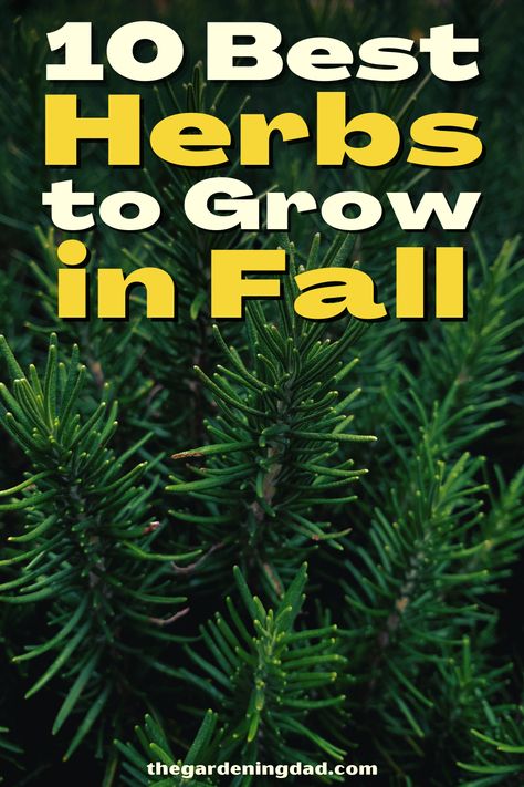 Fall Herbs To Plant, Best Fall Garden Plants, Plants To Grow In The Fall, Fall Herb Garden, Fall Herbs To Grow, Herbs To Plant In The Fall, What Herbs Grow Well Together, Autumn Herbs, Fall Herbs