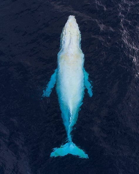 Whales Nation on Instagram: “Migaloo the albino #humpback whale! 📷 Photo by: @craigparryphotography . 🐳 Share with someone who should see this!” White Humpback Whale, Whale Photo, White Whale, Humpback Whale, Ocean Creatures, Whales, Under The Sea, Animals Beautiful, Dolphins