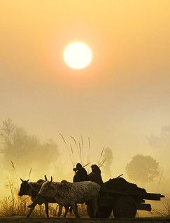 long way to go | javedchawla | Flickr Punjab Culture, Pakistan Culture, Punjabi Culture, Amazing India, Village Photos, Village Photography, Indian Village, Sunset View, We Are The World