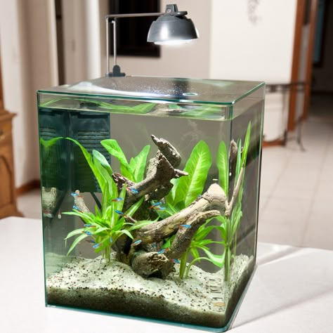 Best 5 Gallon Fish Tank. Fish keeping in a hobby loved by many, however not everyone can or wants to, commit to a large, time-consuming aquarium. 5 Gallon Fish Tank, Cool Fish Tank Decorations, Fish Aquarium Decorations, Fish Tank Themes, Aqua Tank, Fish Ideas, Small Fish Tanks, Fish Keeping, Cool Fish Tanks