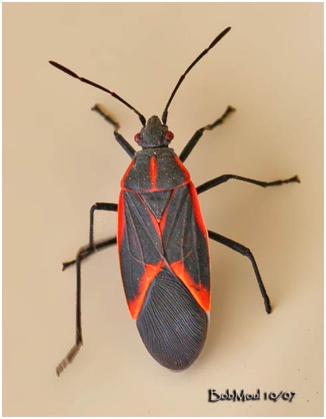 Box Elder Bug Boxelder Bugs, Box Elder Bugs, Ant Control, Ant Killer, Bug Killer, Garden Bugs, Box Elder, Healthy Lawn, Bug Spray