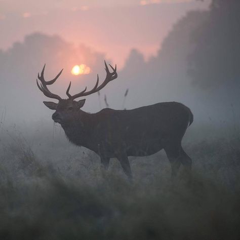 Cipher Aesthetic, Bill Cipher Aesthetic, Elk Photo, Gravity Falls Bill Cipher, Gravity Falls Bill, Bull Elk, Bill Cipher, Pretty Animals, Whitetail Deer