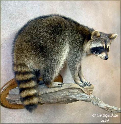 Amazing raccoon taxidermy from Wildlife Artist Raccoon Taxidermy, Coon Hunting, Animal Mounts, Taxidermy Decor, Taxidermy Display, Animal Taxidermy, Deer Mounts, Antler Art, Taxidermy Mounts