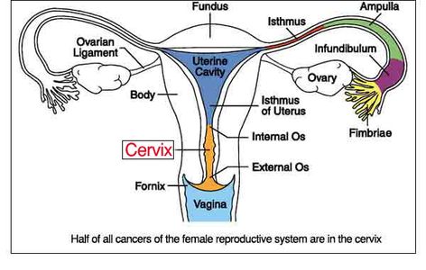 Uterus divisions Female Reproductive System Diagram, Uterus Anatomy, Physiology Notes, Female Parts, The Female Reproductive System, Biology Diagrams, Medical Sonography, Biology Revision, Diagnostic Medical Sonography