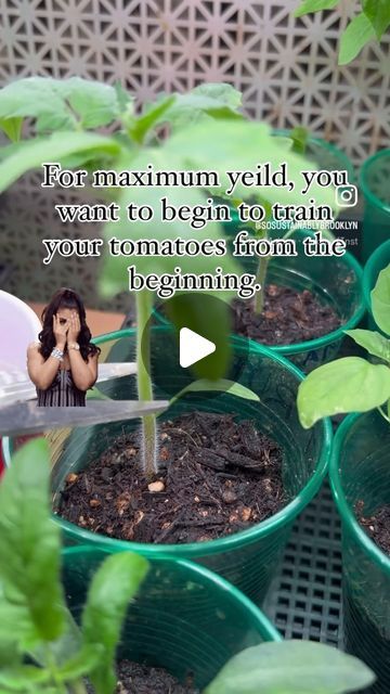 Gardening 4 Life on Instagram: "I can’t wait for tomato growing!! This looks scary but it works. Trim the plant at the bottom above 2 leaves to grow new stems and double your yield. Then put the trimmed stem in some soil and grow a whole new plant to triple your yield!!! 

#tomato #tomatoplant #propogation #mothernature #power #seed #gardenmom #homegarden #homesteading #diygardening #plants #love

Thanks for the tip @sustainablybrooklyn" Tomato Plants Growing Tips, Tomato Growing, Vine Trellis, Fried Green Tomatoes, Greenhouse Gardening, Green Tomatoes, Plant Lighting, Growing Tomatoes, Tomato Plants