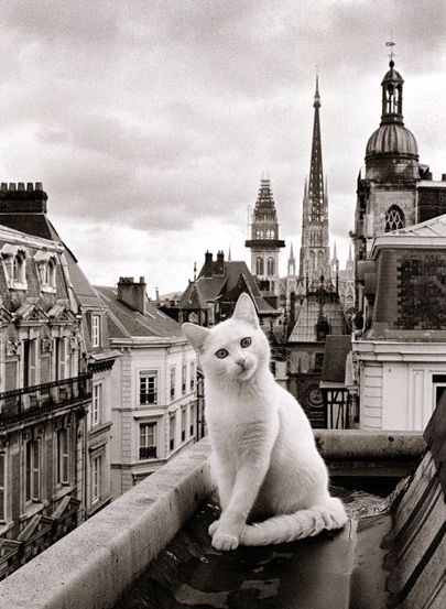 Paris cat #pets #cats #paris Paris Cat, Illustration Kunst, Cats Videos, Söt Katt, Cat Photography, White Cats, Appaloosa, Quarter Horse, Cats Meow